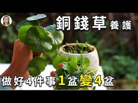 銅錢草食譜|5分鐘學會銅錢草料理